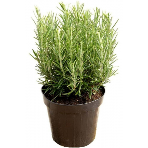 Saksılı Biberiye Fidanı 1 Adet 15-25 Cm Rosemary