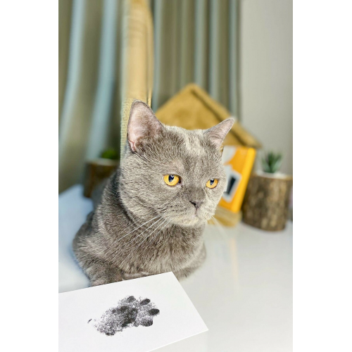 Evcil Hayvan Pati İzi Seti - Toksik Olmayan Mürekkepsiz Baskı Kiti - Kedi Ve Köpek İçin Uygun