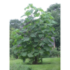 Dünyanın En Hızlı Büyüyen Tomentasa Paulownia Ağacı Tohumu (50tohum)