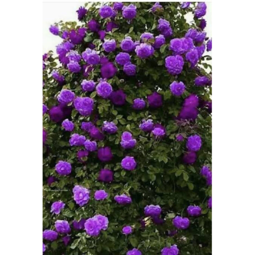 1 Adet Gül Fidanı Mor Açık Kök Kokuku Yediveren Sarmaşık