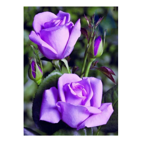 2 Adet Lila Yediveren Kokulu Gül Fidanı Açık Kök 1,5 Yaşında