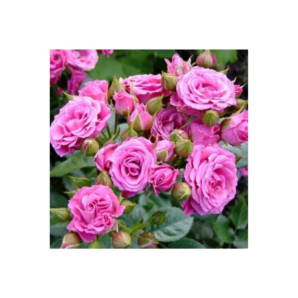 Isparta Pembe Yediveren Kokulu Gül Fidanı 1 Yaşında