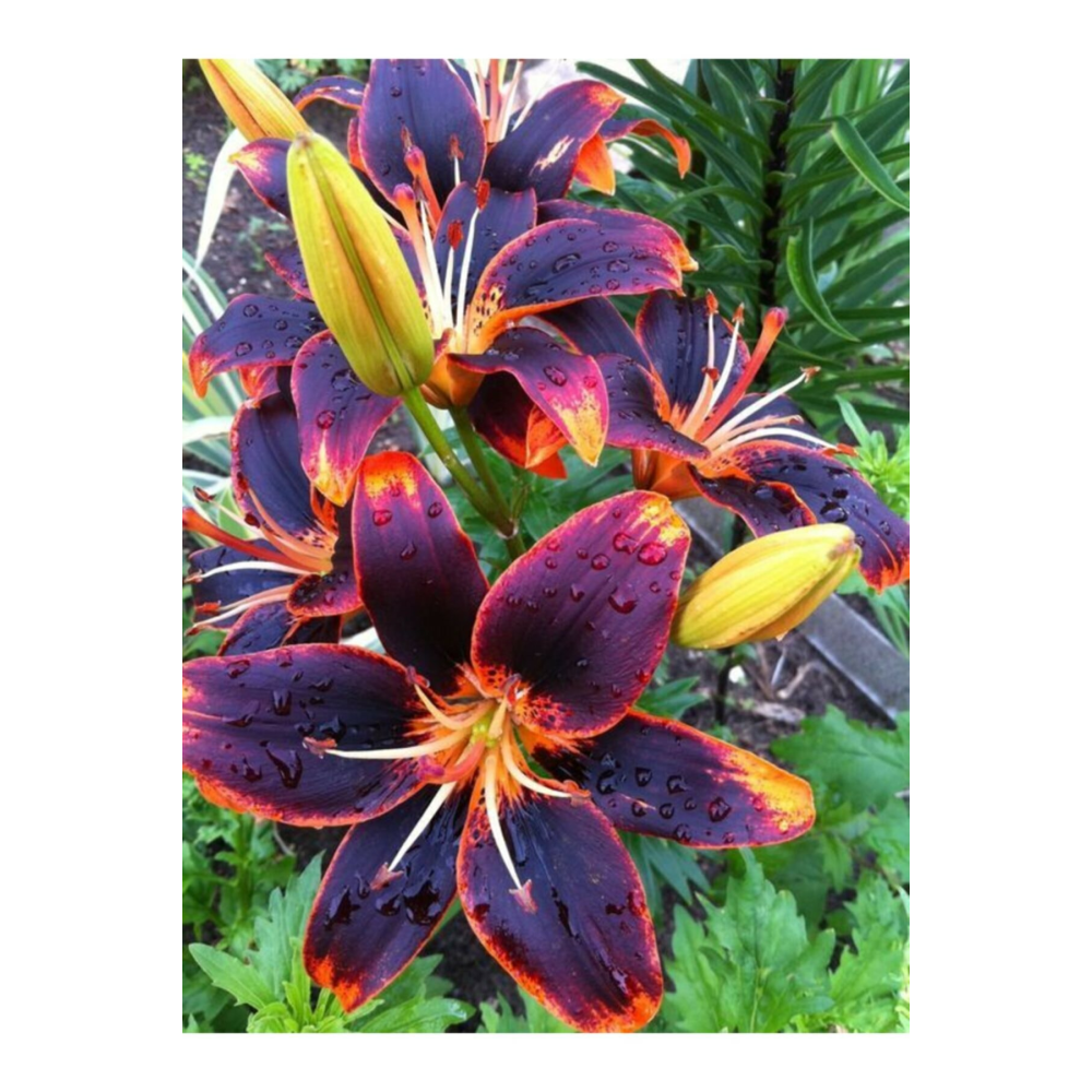 Renkli Kokulu Lilyum (zambak) Çiçek Soğanı 2 Adet