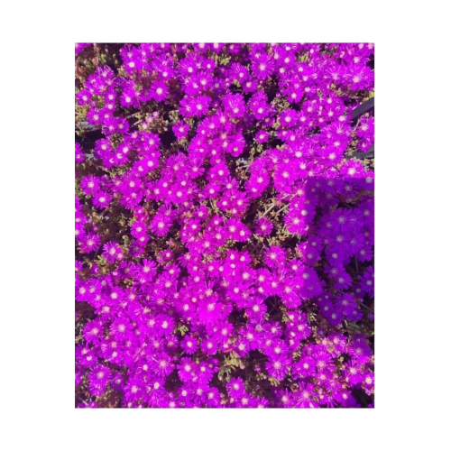 Acem halisi fidesi 5 adet (10-15cm