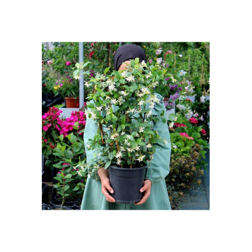 Arap Yasemini Bol Kokulu 30-32 cm Boy, Saksılı