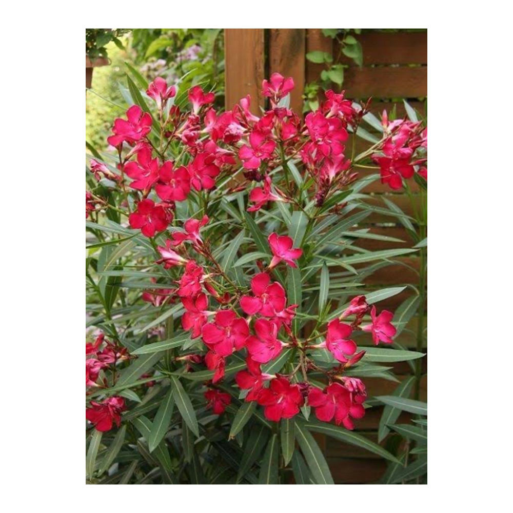 Kırmızı Zakkum Saksılı 1 mt boy