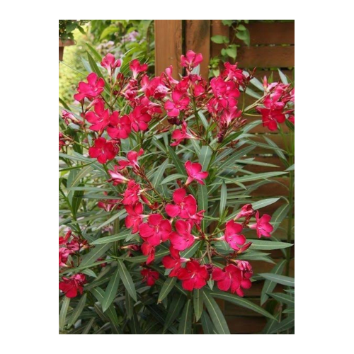 Kırmızı Zakkum Saksılı 1 mt boy