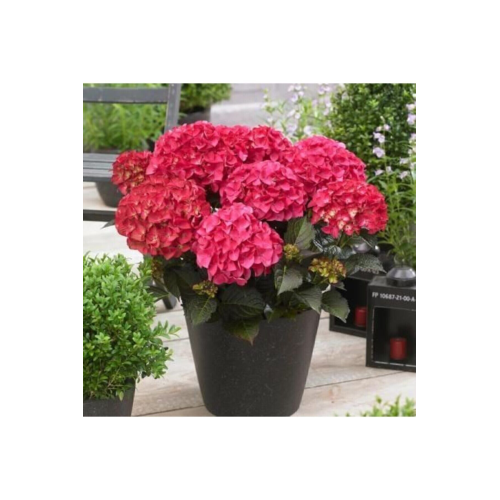 Canlı Ortanca Çiçeği Fidanı-aşılı Pembe Renk Formlu