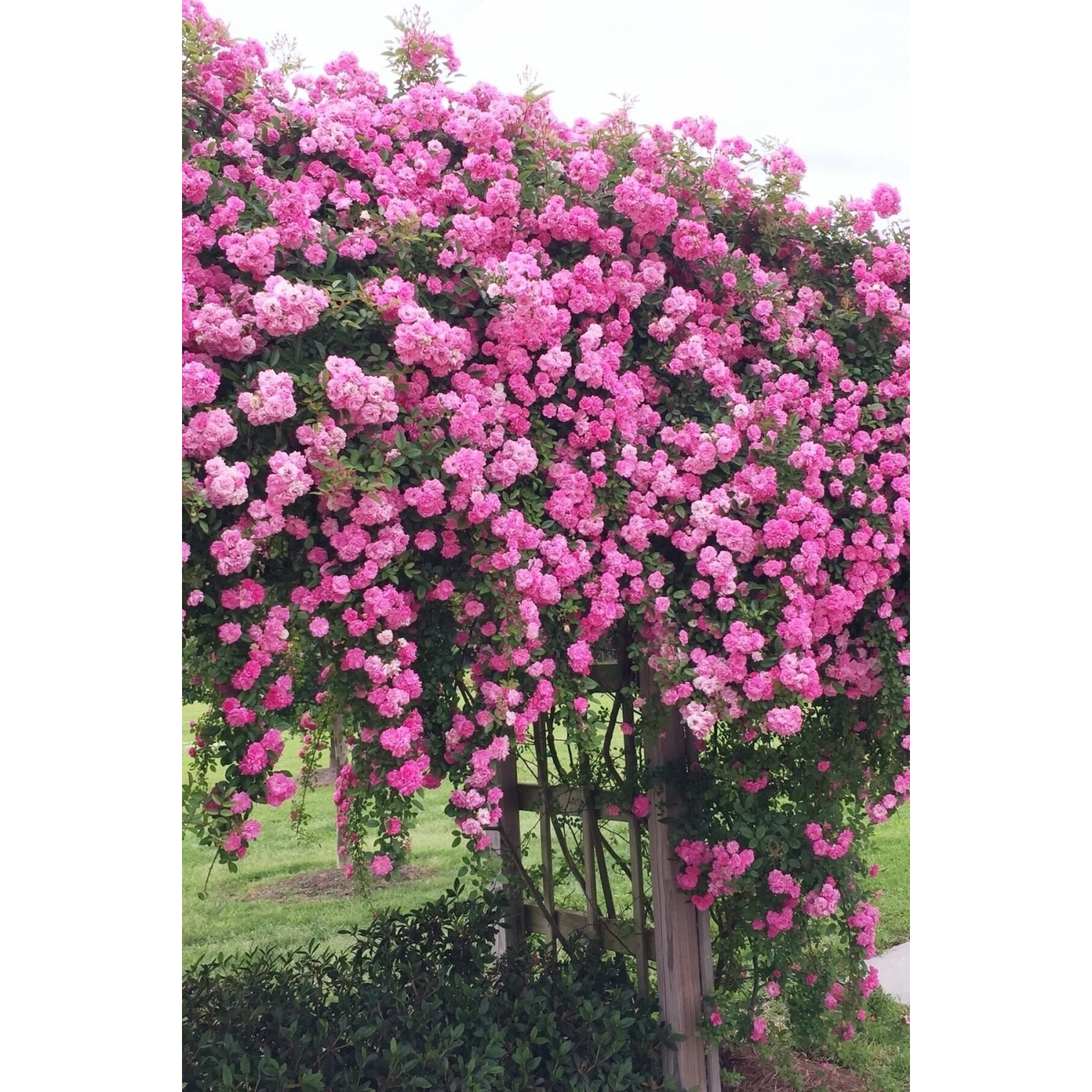 Yediveren Cins Pembe Sarmaşik Gül 1 Adet Açık Kök