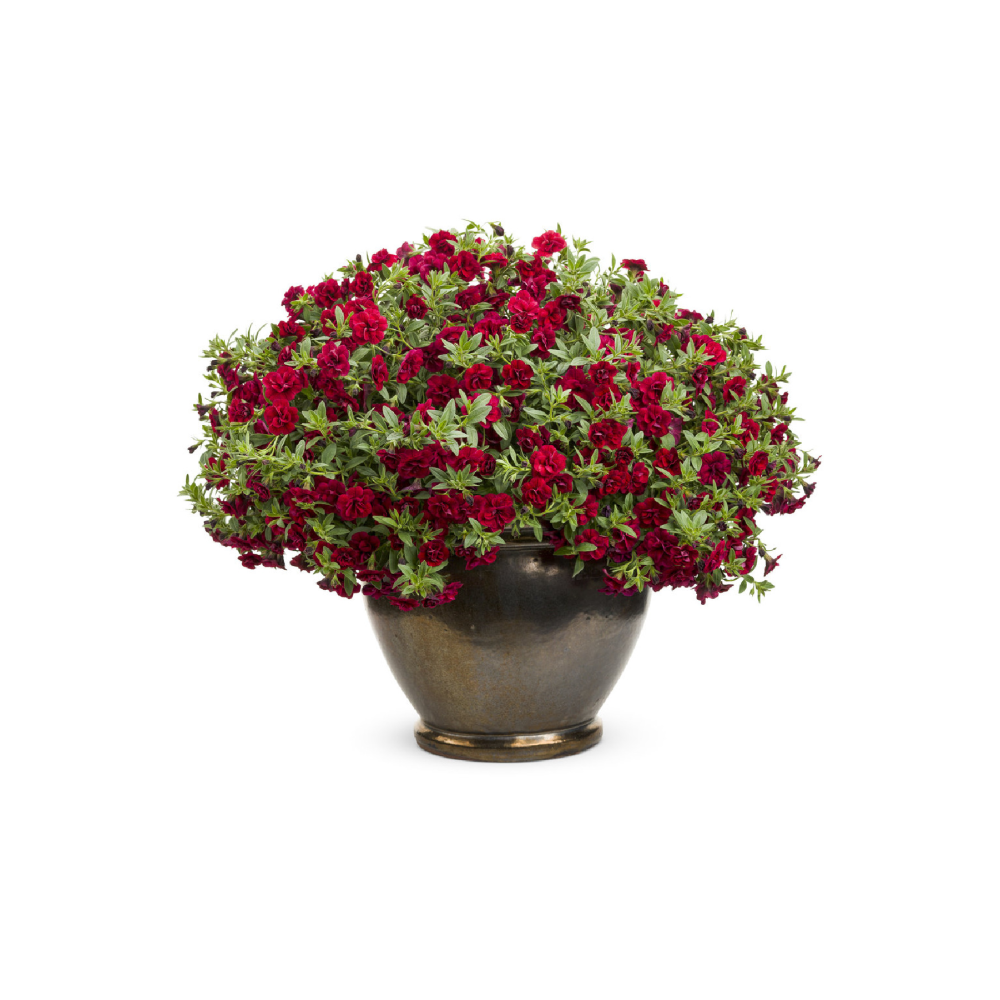 Kalibroşa Milyon Çanlar Çiçeği Fidesi Karmetli Calibrachoa Double Fuchsia Red 1 Adet
