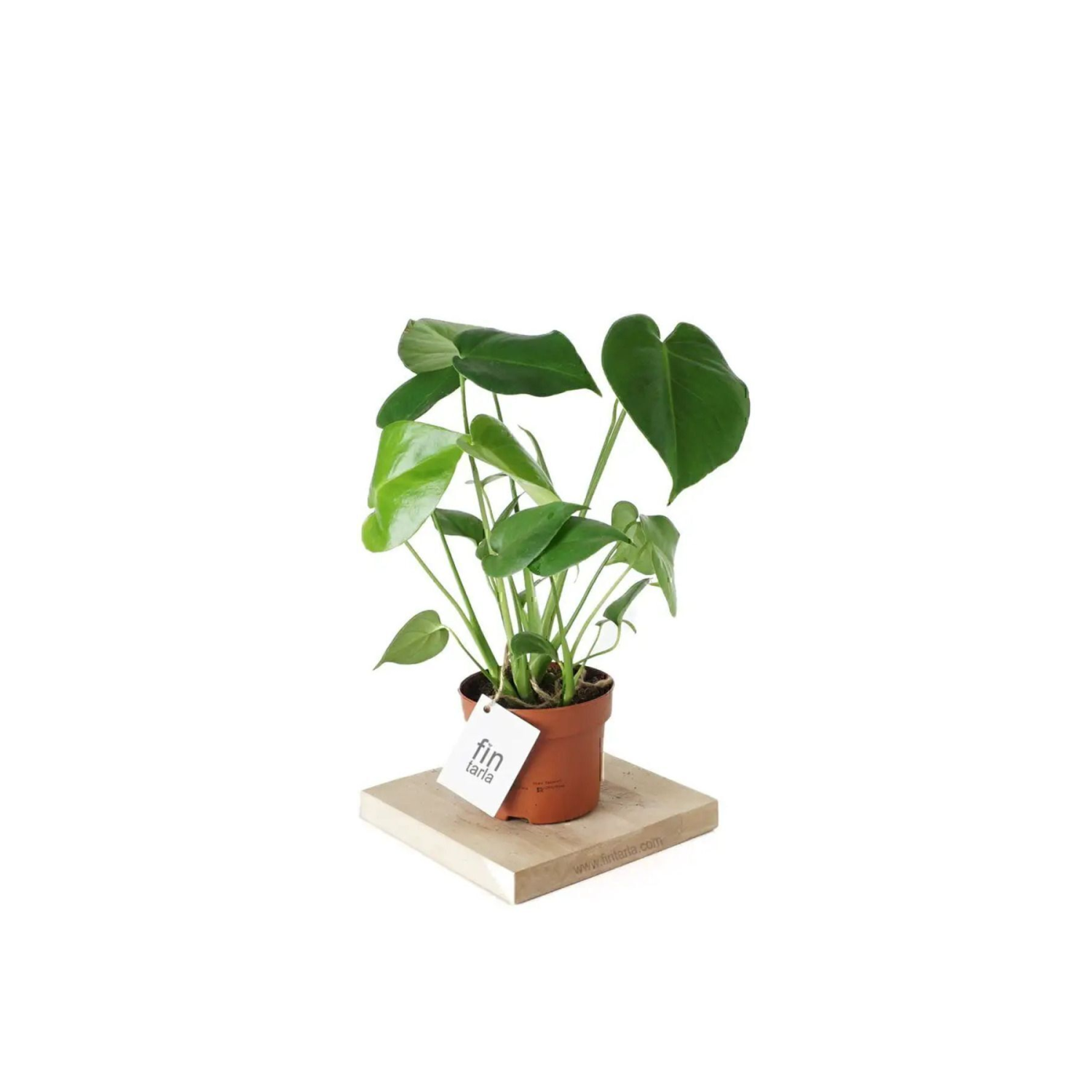 Deve Tabanı - Monstera Deliciosa - 50 Cm Boyunda