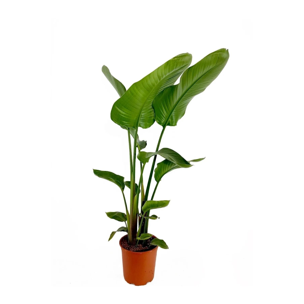 Strelitzia Starliçe 50-60 Cm Boyunda Tek Gövdeli Salon Bitkisi Özel Kutulu Gönderim