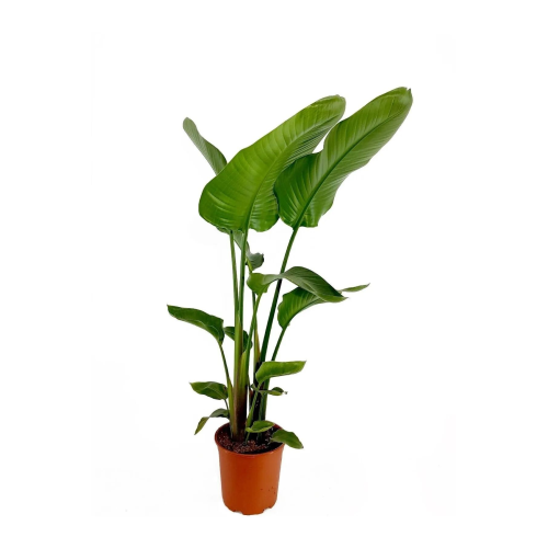 Strelitzia Starliçe 50-60 Cm Boyunda Tek Gövdeli Salon Bitkisi Özel Kutulu Gönderim
