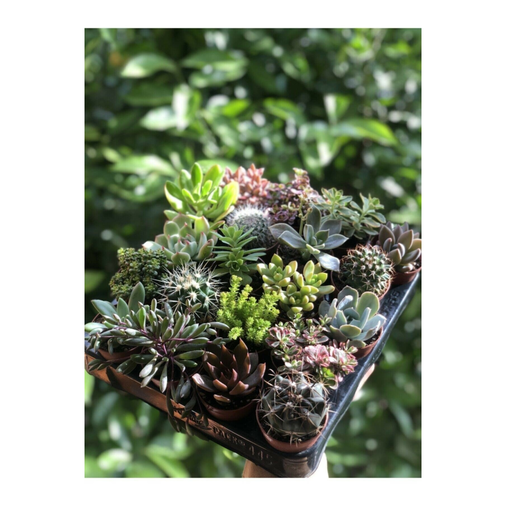 Kaktüs Sukulent Mix 10 Adet