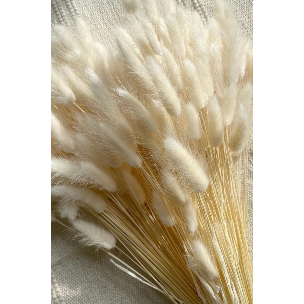 Doğal Kurutulmuş Pamuk Otu, Tavşan Kuyruğu Gelin Buketi Aranjman Çiçeği Lagurus 30 Dal