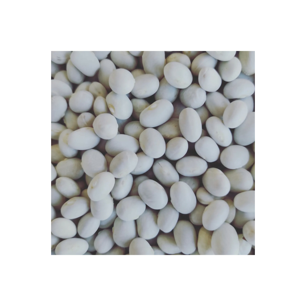 Ispir(şeker) Fasülyesi