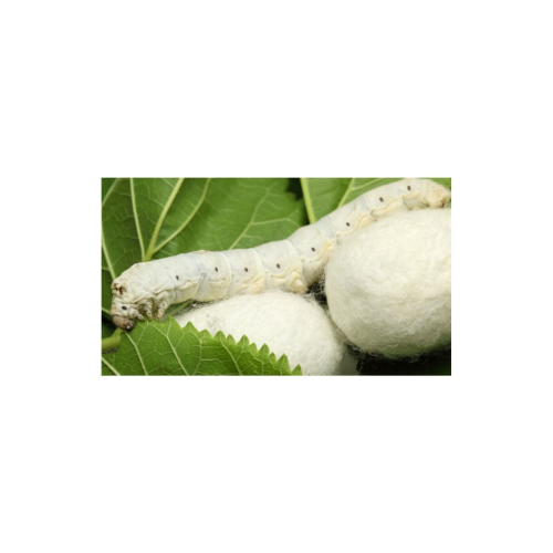 İpek böceği yumurtası 48ad