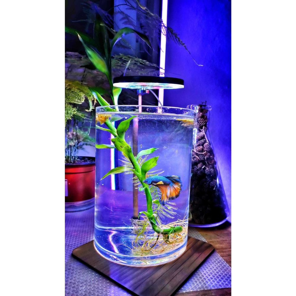 5 V 7w Fanus Aydınlatma & Teraryum Aydınlatma & Nano Akvaryum Led Aydınlatma Yuvarlak – Halka