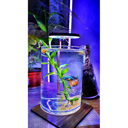 5 V 7w Fanus Aydınlatma & Teraryum Aydınlatma & Nano Akvaryum Led Aydınlatma Yuvarlak – Halka