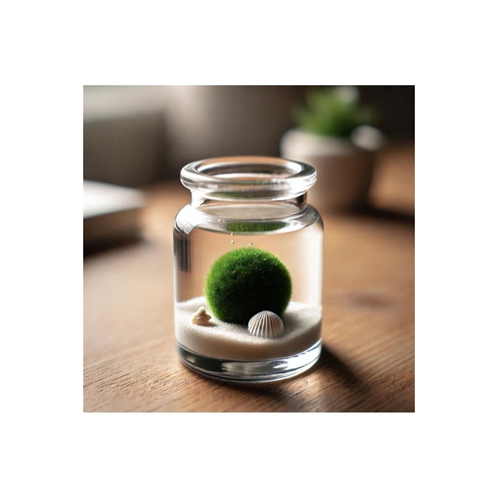 Marimo Mossball Yosun Topu 2-3 Cm