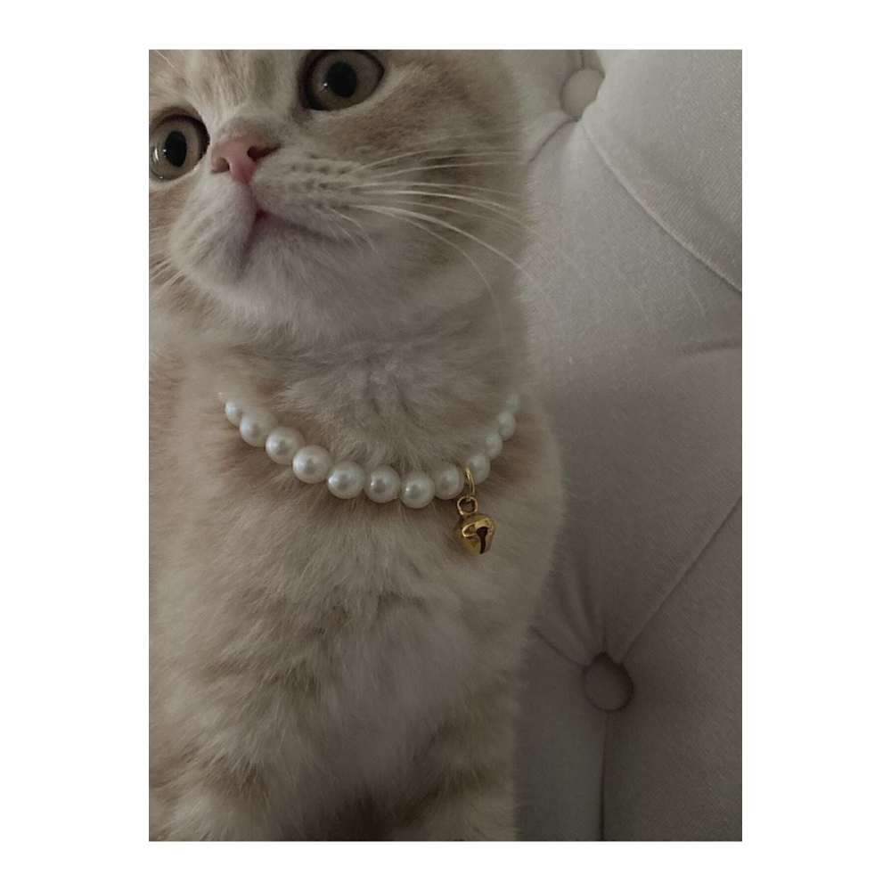 Incili Kedi Tasması