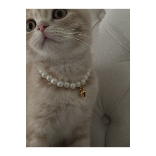 Incili Kedi Tasması