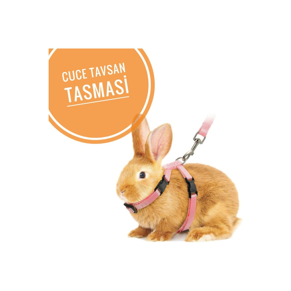 Hollanda Cüce Tavşan Tasması