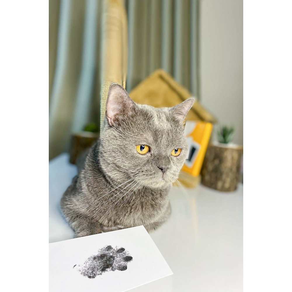 Evcil Hayvan Pati İzi Seti - Toksik Olmayan Mürekkepsiz Baskı Kiti - Kedi Ve Köpek İçin Uygun
