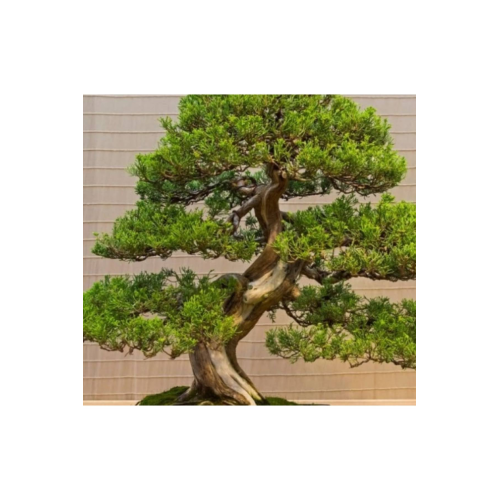 bahcetohum Bonsai Ardıç Ağacı Çiçeği