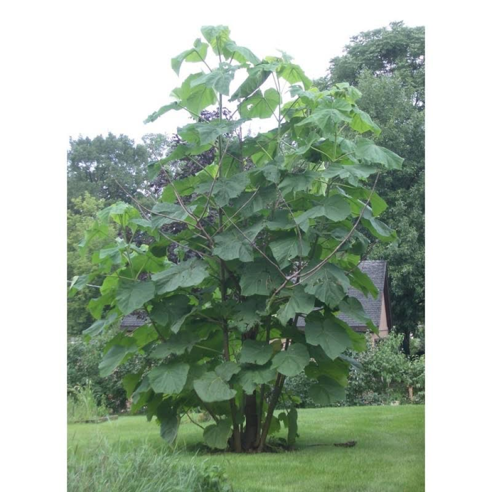 Dünyanın En Hızlı Büyüyen Tomentasa Paulownia Ağacı Tohumu (50tohum)