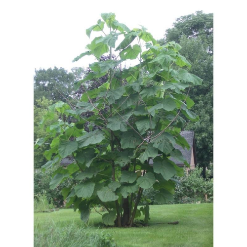 Dünyanın En Hızlı Büyüyen Tomentasa Paulownia Ağacı Tohumu (50tohum)