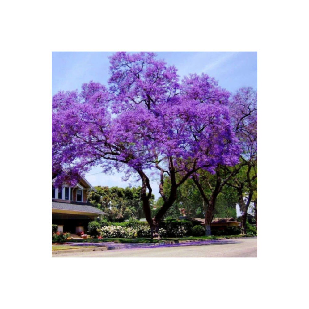 Dünyanın En Hızlı Büyüyen Tomentasa Paulownia Ağacı Tohumu (50tohum)