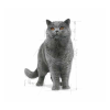 Royal Canin British Shorthair Kedi Maması 2 KG